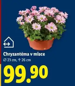 Lidl Chryzantéma v misce nabídka