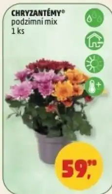 Penny Market Chryzantémy podzimní mix nabídka