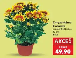 Kaufland Chryzantéma Exclusive nabídka