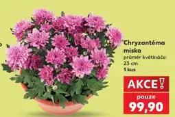 Kaufland Chryzantéma miska nabídka