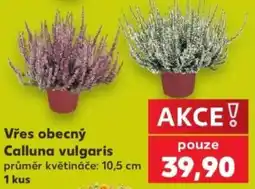 Kaufland Vřes obecný nabídka
