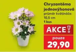 Kaufland Chryzantéma jednovýhonová nabídka