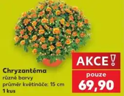 Kaufland Chryzantéma nabídka