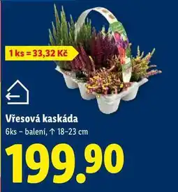 Lidl Vřesová kaskáda, 6 ks nabídka