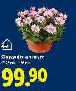 Lidl Chryzantéma v misce nabídka