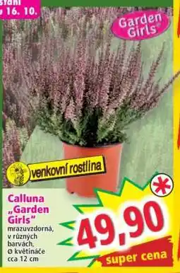 Norma Calluna Garden Girls nabídka