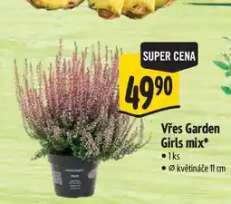 Albert Vřes Garden Girls mix 1ks, pr. květináče 11 cm nabídka
