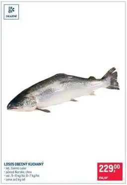 Makro Losos obecný kuchaný nabídka