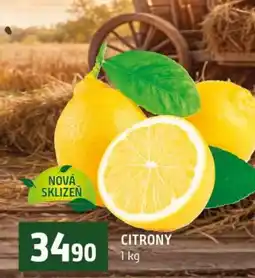 Terno Citrony nabídka