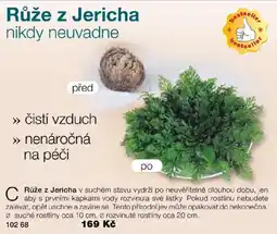 Decodoma Růže z Jericha nabídka