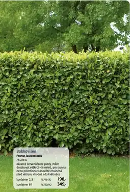 Bauhaus Bobkovišen Prunus laurocerasus nabídka