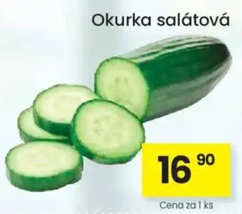 Okurka salátová