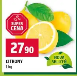 Terno Citrony nabídka