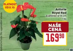 Billa ANTURIE ROYAL RED nabídka