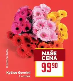 Billa Kytice Gemini nabídka