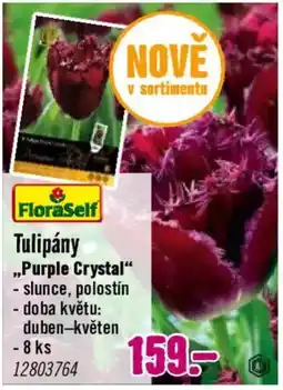 Hornbach FloraSelf Tulipany Purple Crystal nabídka