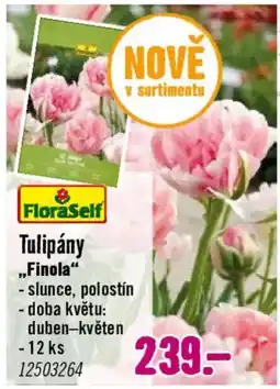 Hornbach FloraSelf Tulipány Finola nabídka
