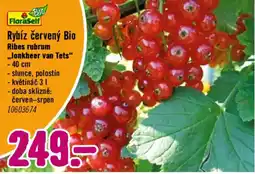 Hornbach FloraSelf Rybíz červený Bio nabídka