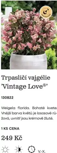 Starkl Trpasličí vajgélie 'Vintage Love nabídka