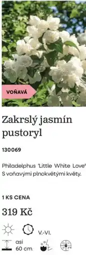 Starkl Zakrslý jasmín pustoryl nabídka