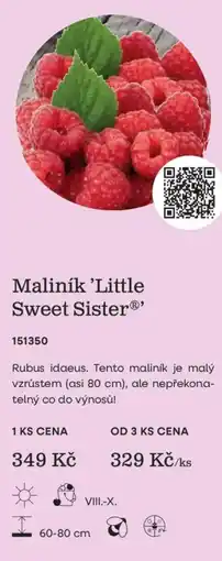 Starkl Maliník 'Little Sweet Sister nabídka