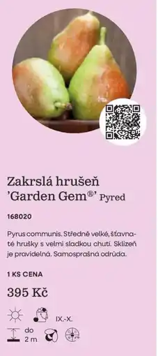 Starkl Garden Gem® Zakrslá hrušeň nabídka