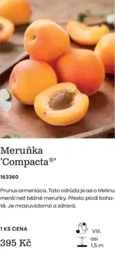 Starkl Meruňka 'Compacta' nabídka