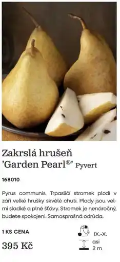 Starkl Pyvert Zakrslá hrušeň 'Garden Pearl' nabídka