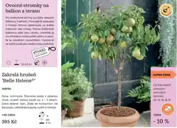 Starkl Starkl zakrslá hrušeň 'Belle Helene' nabídka