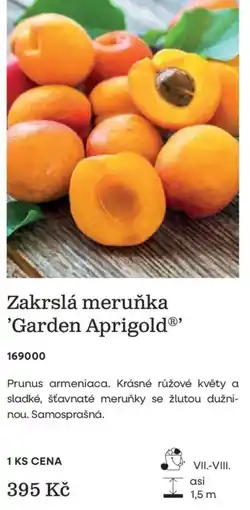 Starkl Zakrslá meruňka 'Garden Aprigold nabídka