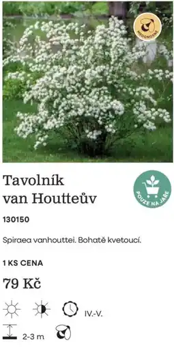 Starkl Tavolník van Houtteův nabídka