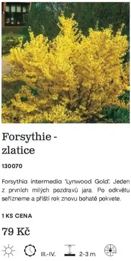 Starkl Forsythie - zlatice nabídka