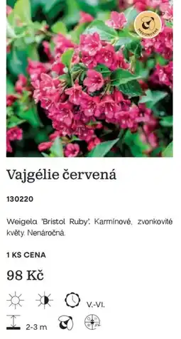 Starkl Weigela 'Bristol Ruby' nabídka