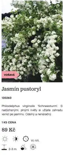 Starkl Jasmín pustoryl nabídka