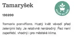 Starkl Tamaryšek nabídka