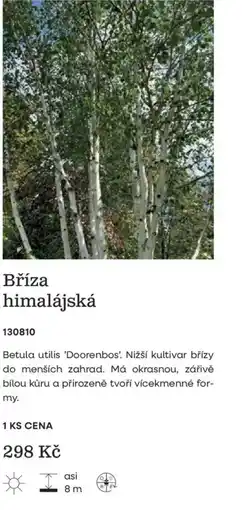 Starkl Bříza himalájská nabídka