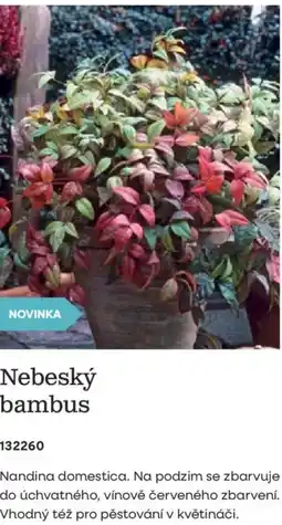 Starkl Nebeský bambus nabídka