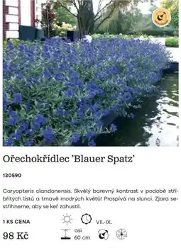 Starkl Medonosné Ořechokřídlec 'Blauer Spatz' nabídka