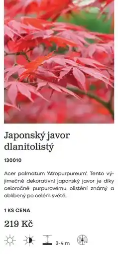 Starkl Japonský javor dlanitolistý nabídka