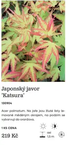 Starkl Japonský javor 'Katsura' nabídka
