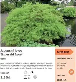 Starkl Japonský javor 'Emerald Lace' nabídka