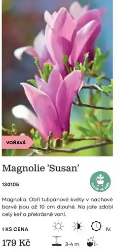 Starkl Magnolie 'Susan' nabídka