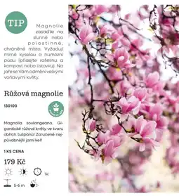 Starkl Růžová magnolie nabídka
