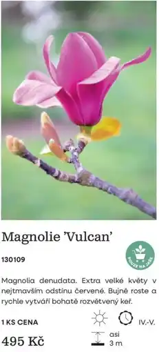 Starkl Magnolie 'Vulcan' nabídka