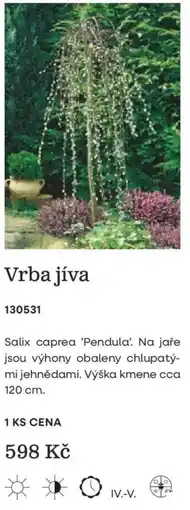 Starkl Vrba jíva nabídka