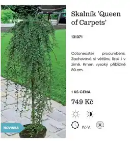Starkl Skalník Queen of Carpets nabídka