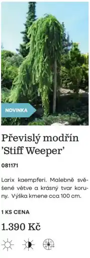 Starkl Převislý modřín 'Stiff Weeper' nabídka