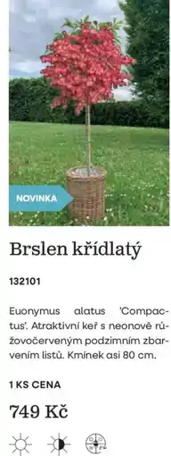 Starkl Brslen křídlatý nabídka