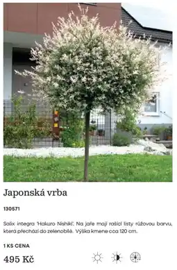 Starkl Japonská vrba nabídka
