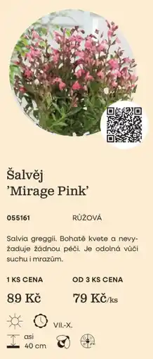 Starkl Šalvěj 'Mirage Pink' nabídka